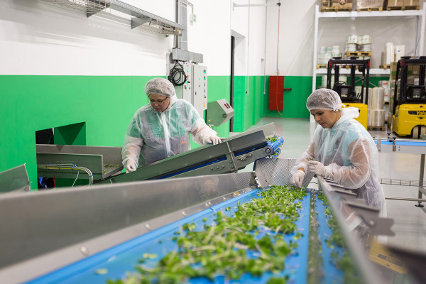 Українські підприємці можуть отримати грант у розмірі до 8 млн гривень на розвиток або створення свого переробного підприємства