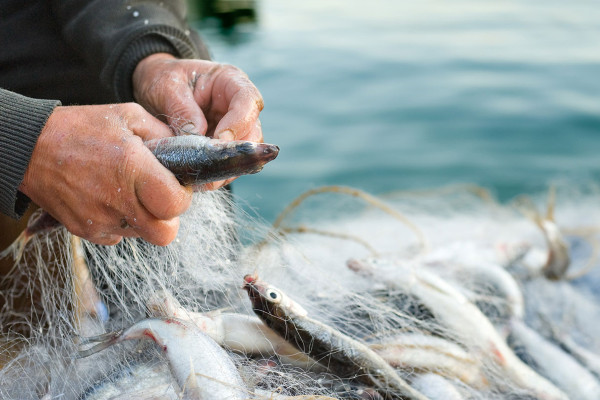 В Україні планують заборонити незаконне виловлення риби
