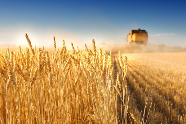 Експорт української агропродукції у 2021 році зріс на третину