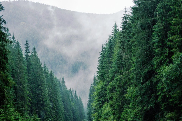 В Україні створили стратегію управління лісами до 2035 року