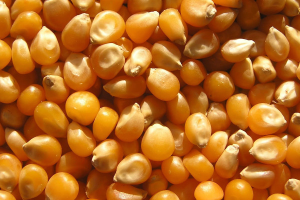 У 2021 році вдвічі збільшився експорт українського насіння зернових культур до країн ЄС