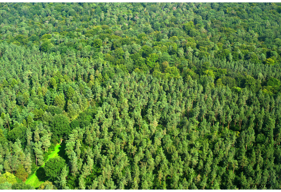 Україна приєдналася до Конвенції про Європейський інститут лісу