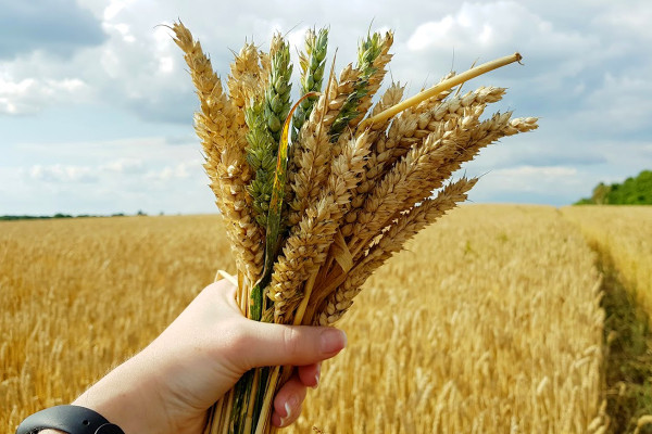 Європейський Союз надасть українським фермерам допомогу у розмірі 1,5 млрд грн