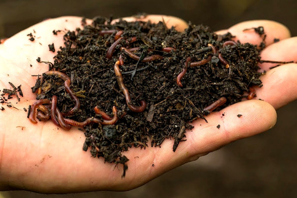 На Волині підприємство розвиватиме екологічний бізнес за грантової підтримки ЄС