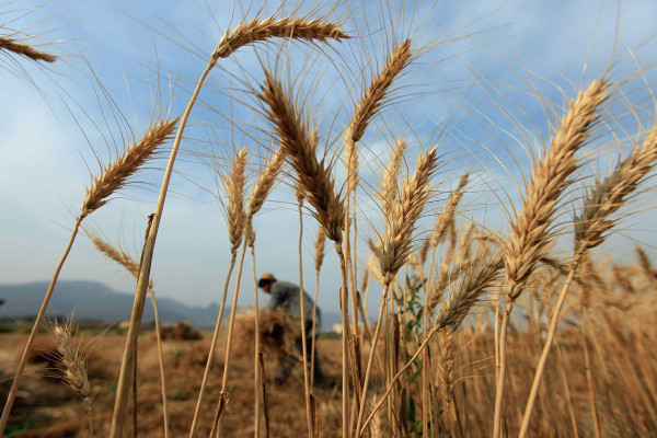 ЄС виділяє 12 млн євро на реформування агросектору та харчової безпеки України