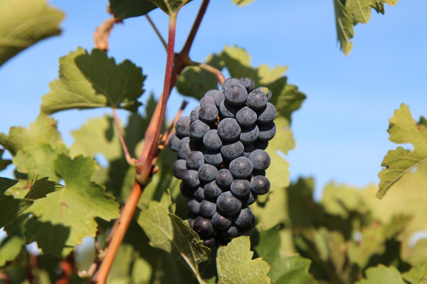 Україна інтегрує виноробну галузь у європейський ринок