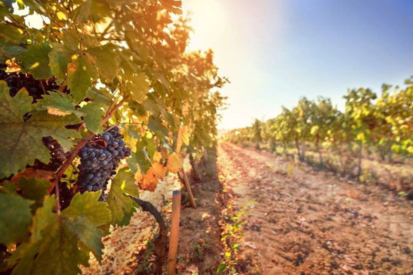 Європейський Союз підтримує інновації у виноробстві