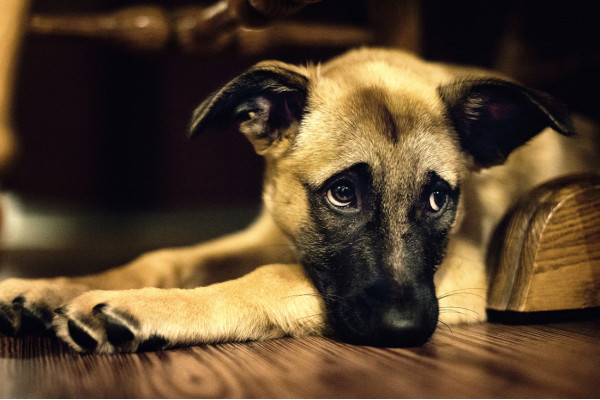 В Україні ухвалили законопроєкт про заборону жорстокого поводження із тваринами